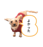 いぬのまろにーちゃん（個別スタンプ：7）