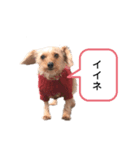 いぬのまろにーちゃん（個別スタンプ：8）