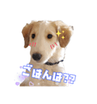 アシェルのスタンプ（個別スタンプ：4）