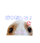 アシェルのスタンプ（個別スタンプ：5）