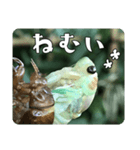 セミ脱皮中（個別スタンプ：2）