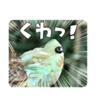 セミ脱皮中（個別スタンプ：3）