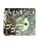 セミ脱皮中（個別スタンプ：5）