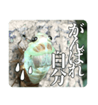 セミ脱皮中（個別スタンプ：6）