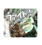 セミ脱皮中（個別スタンプ：7）