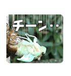 セミ脱皮中（個別スタンプ：9）