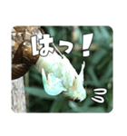 セミ脱皮中（個別スタンプ：10）