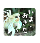 セミ脱皮中（個別スタンプ：12）