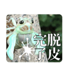 セミ脱皮中（個別スタンプ：13）