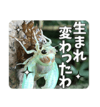 セミ脱皮中（個別スタンプ：14）