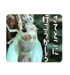 セミ脱皮中（個別スタンプ：15）
