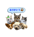 猫の寅次郎くん。vol.5（個別スタンプ：16）