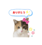 猫の寅次郎くん。vol.5（個別スタンプ：17）