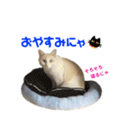 猫の寅次郎くん。vol.5（個別スタンプ：35）