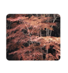 Japan紅葉（個別スタンプ：4）