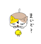 日常使いの猫あいさつ（個別スタンプ：5）