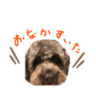 ウチのイッヌたち（個別スタンプ：5）