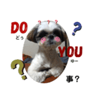 我が家のシーズー犬もじゃ 16（個別スタンプ：1）