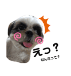 我が家のシーズー犬もじゃ 16（個別スタンプ：2）