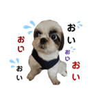 我が家のシーズー犬もじゃ 16（個別スタンプ：3）