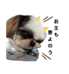 我が家のシーズー犬もじゃ 16（個別スタンプ：5）