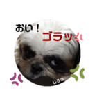 我が家のシーズー犬もじゃ 16（個別スタンプ：9）