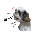 我が家のシーズー犬もじゃ 16（個別スタンプ：10）