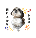 我が家のシーズー犬もじゃ 16（個別スタンプ：11）