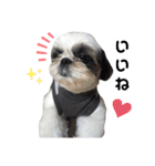 我が家のシーズー犬もじゃ 16（個別スタンプ：12）