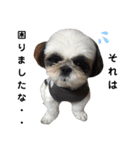 我が家のシーズー犬もじゃ 16（個別スタンプ：13）