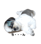 我が家のシーズー犬もじゃ 16（個別スタンプ：14）