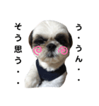我が家のシーズー犬もじゃ 16（個別スタンプ：15）