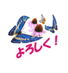 蝶が舞い飛ぶスタンプ（個別スタンプ：1）