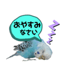 わが家のインコ達 2（個別スタンプ：1）