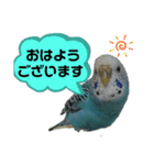 わが家のインコ達 2（個別スタンプ：2）