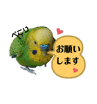 わが家のインコ達 2（個別スタンプ：5）