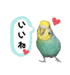 わが家のインコ達 2（個別スタンプ：7）