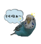 わが家のインコ達 2（個別スタンプ：12）