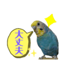 わが家のインコ達 2（個別スタンプ：17）