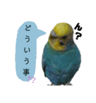 わが家のインコ達 2（個別スタンプ：21）