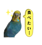 わが家のインコ達 2（個別スタンプ：22）