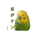 わが家のインコ達 2（個別スタンプ：23）