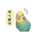 わが家のインコ達 2（個別スタンプ：24）