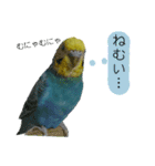 わが家のインコ達 2（個別スタンプ：25）