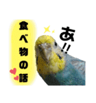 わが家のインコ達 2（個別スタンプ：27）