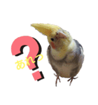 オカメインコの可愛いスタンプ（個別スタンプ：2）