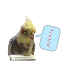 オカメインコの可愛いスタンプ（個別スタンプ：4）
