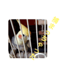 オカメインコの可愛いスタンプ（個別スタンプ：6）