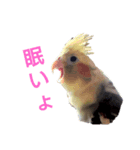 オカメインコの可愛いスタンプ（個別スタンプ：7）