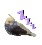 オカメインコの可愛いスタンプ（個別スタンプ：8）